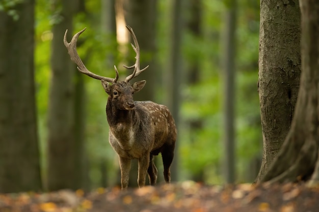 Huge fallow deer standing in forest in autumn nature