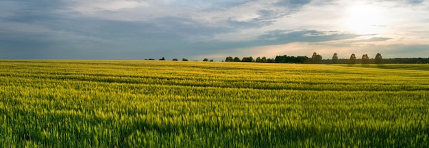 Huge field of winter wheat spikelets in windy weather There are trees on the horizon Beautiful landscape at sunset