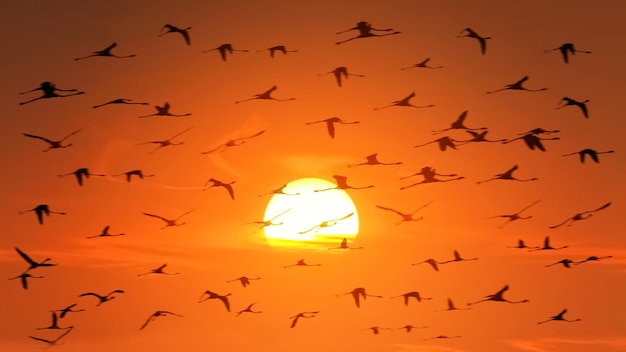 A huge flock of flamingos in backlight on the background of a beautiful orange African sunset Wildlife of Africa