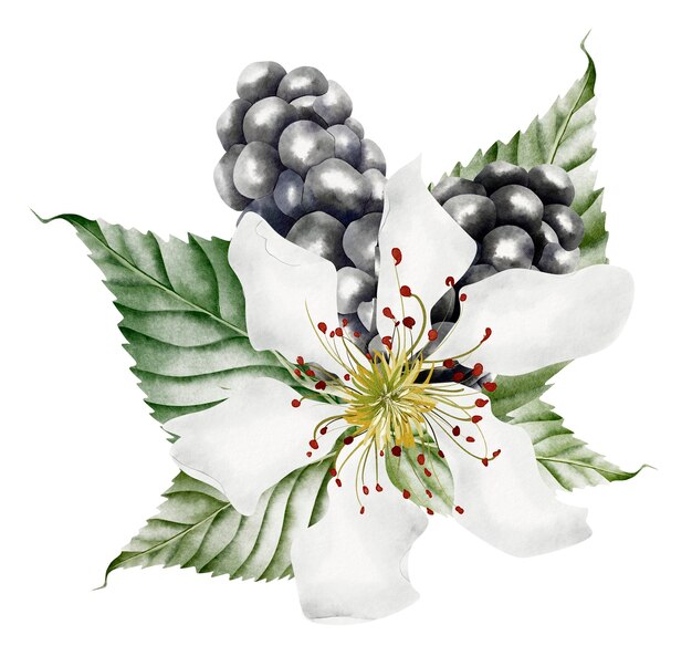 Huge flower with white petals and blackberry berries flower arrangement watercolor