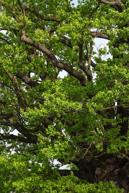 Huge green oak Green leaves on the tree