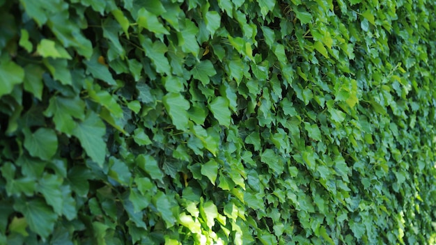 A huge green plants lives in the side of walls