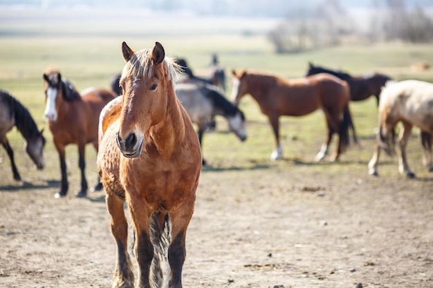 Huge herd of horses in the field Belarusian draft horse breed symbol of freedom and independence