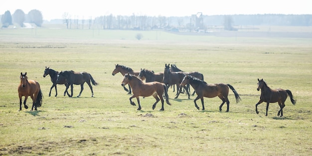 Huge herd of horses in the field Belarusian draft horse breed symbol of freedom and independence