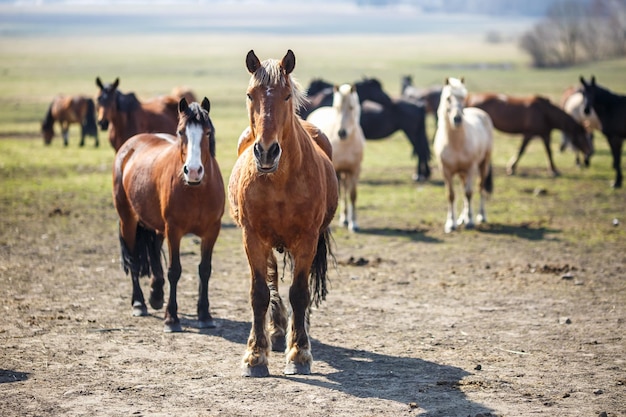 Huge herd of horses in the field Belarusian draft horse breed symbol of freedom and independence