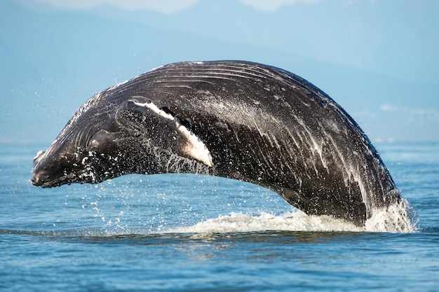 Huge humpback whale breaching on the surface of the Strait of Georgia Vancouver Island Canada