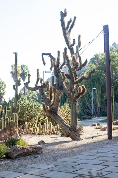 Huge old cactus Cactus garden landscape design