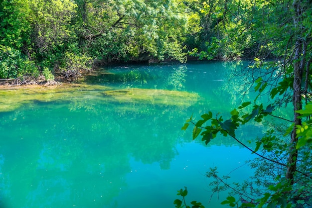 A huge old snag is sticking out under the water