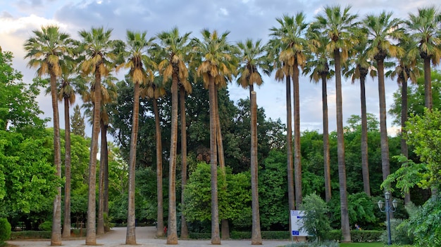 Huge palm trees at sunset national garden of Athens Greece