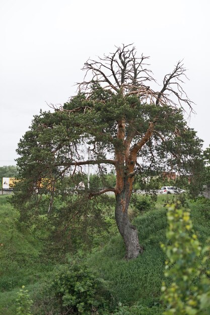 A huge spreading pine tree on the hillside 2851