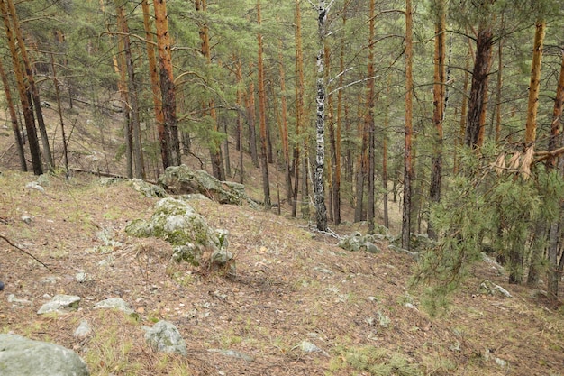 Huge stones in a spring pine forest Skripino village Ulyanovsk Russia the stone in the forest Skrzypinski Kuchury