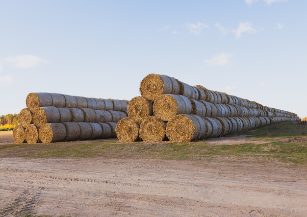 Huge straw pile of Hay roll bales on among harvested field against a blue sky