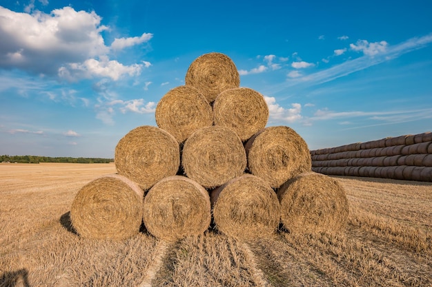 Huge straw pile of Hay roll bales on among harvested field cattle bedding