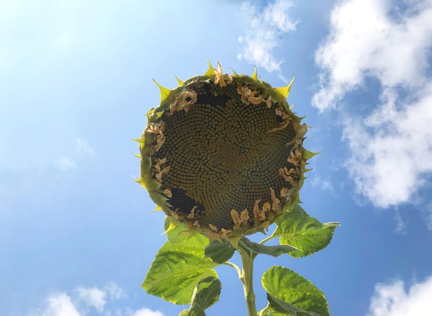 Huge sunflower in full bloom infront of the blue sky From such sunflower squeeze sunflower oil have made Large sunflower with ripe black seeds