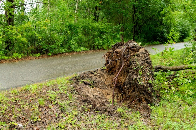 A huge tree was uprooted by the road along the forest after a strong wind bare roots danger of strong winds and falling trees