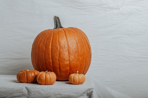 Huge yellow pumpkin on a white background halloween