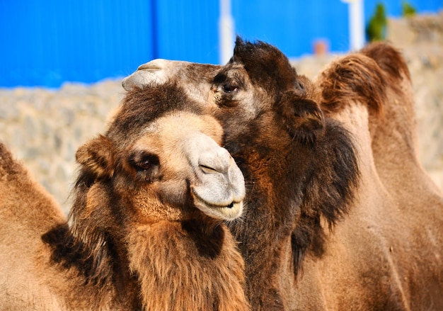 Hugs and kisses of a family couple of camels Love story