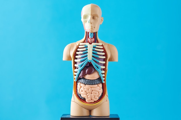 Human anatomy mannequin with internal organs on a blue background