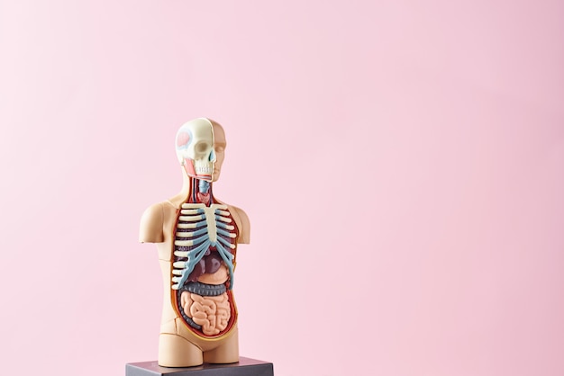 Human anatomy mannequin with internal organs on a pink background