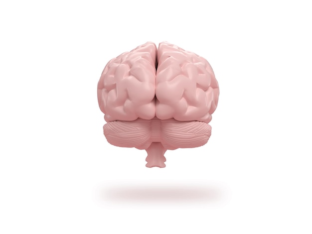 Human brain frontal on isometric white background