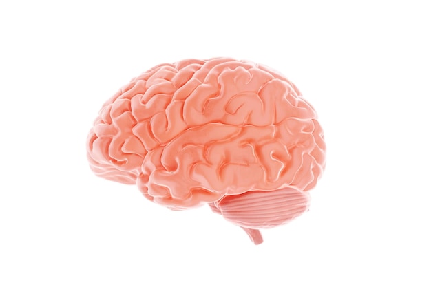 Human brain isolated on a white background 3D rendering 3D illustration photorealism