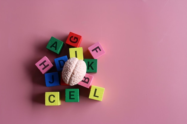 Photo human brain surrounded by alphabet blocks with copy space montessori education and literacy concept