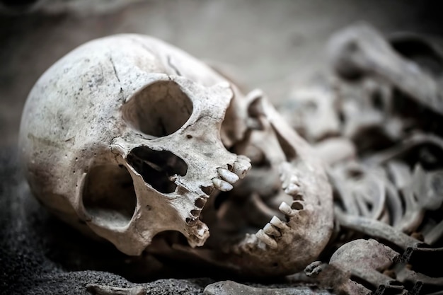 Human Death Skeleton Bones and Skull Photo