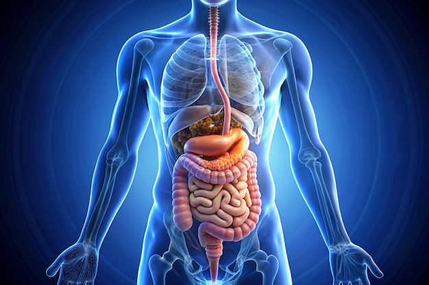 human digestive system 3d illustration