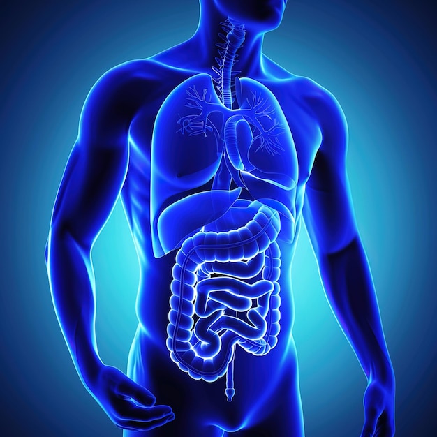 Photo human gallbladder and pancreas anatomymale stomach human digestive system