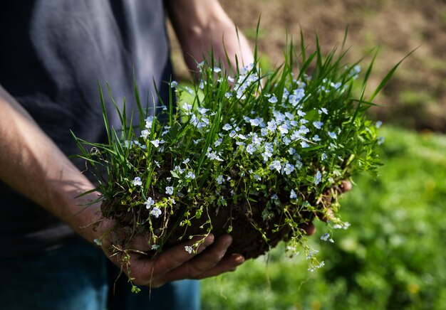 Human hand holding  grass and flowers