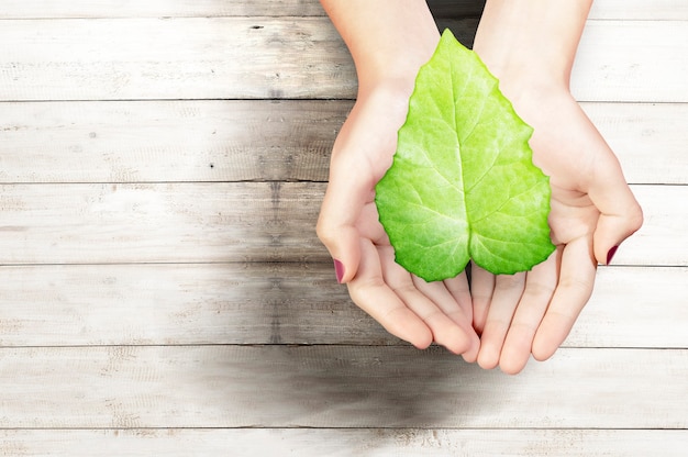 Human hand holding the green leaf.