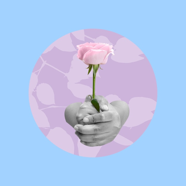 A human hand holding a pink rose flower