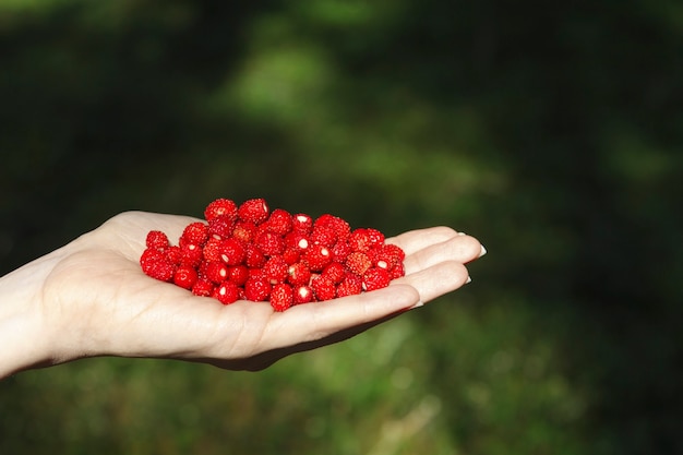 Human hand palm with handful of fresh wild ripe strawberries.