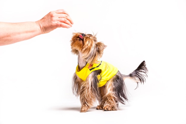 Human hand playing with dog over white background