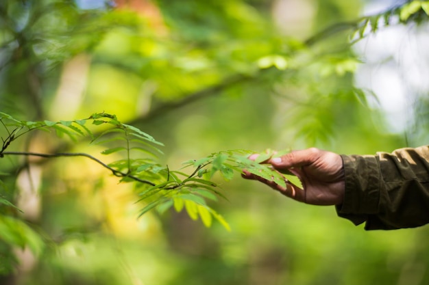 The human hand touches a tree branch with foliage Caring for the environment The ecology the concept of saving the world and love nature by human