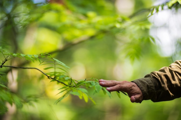 The human hand touches a tree branch with foliage Caring for the environment The ecology the concept of saving the world and love nature by human