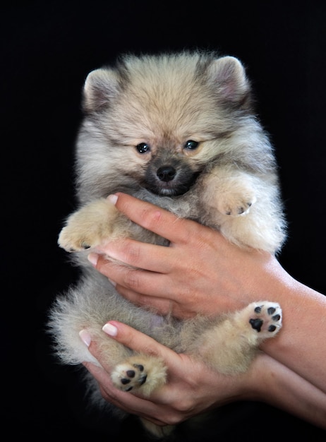 Human hands are holding a fluffy gray spitz puppy on a black background, the puppy looks at the camera