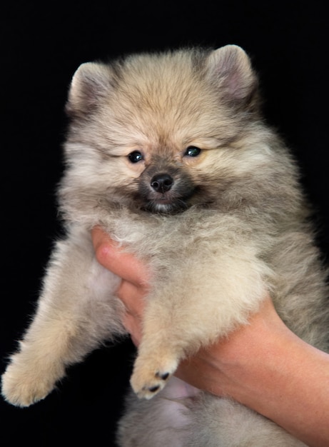 Human hands are holding a fluffy gray spitz puppy on a black background, the puppy looks at the camera