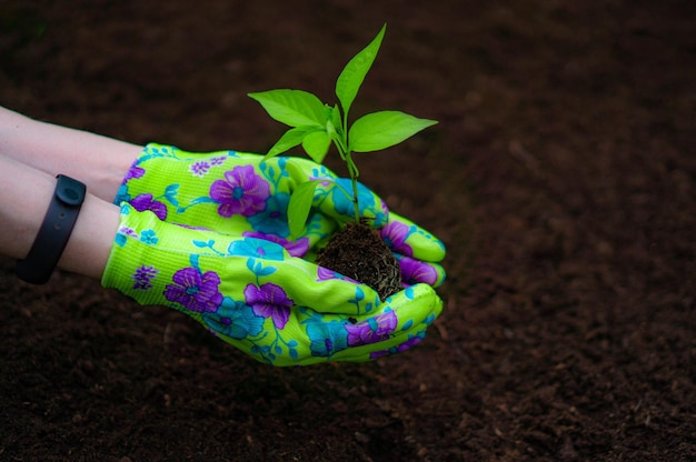 Human hands holdind a sprout Hands in colored gardening gloves