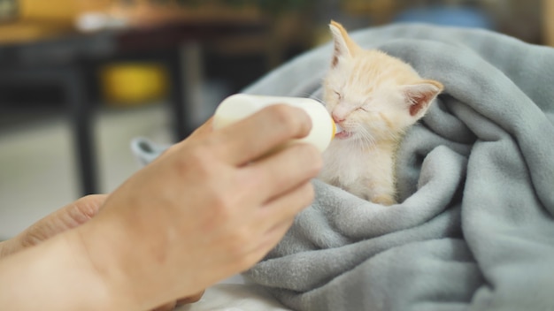 Human hands holding and feeding hungry cute adorable kitten