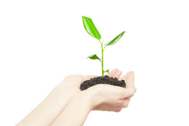 Human hands holding green small plant new life concept