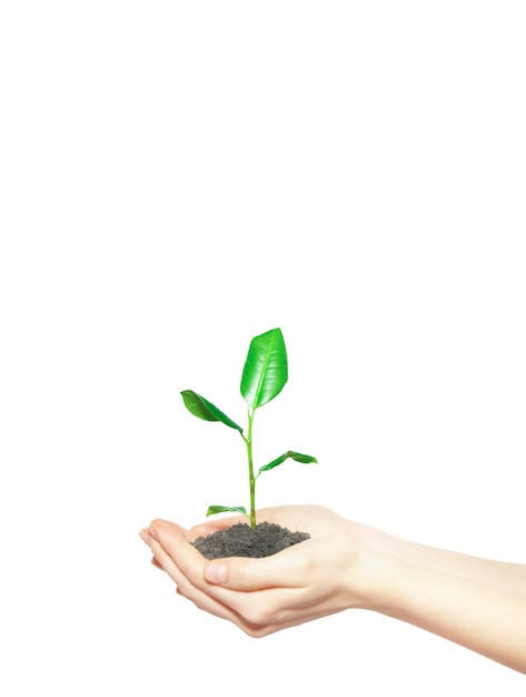 Human hands holding green small plant new life concept