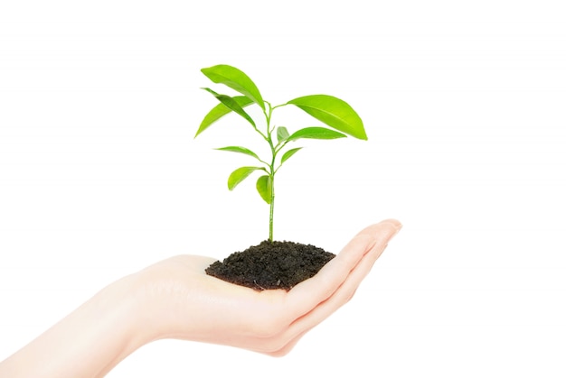 Human hands holding green small plant new life concept