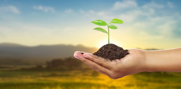 Human hands holding sprout young plant.environment Earth Day In hands of trees growing seedlings