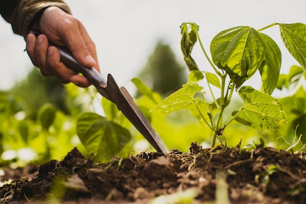 Human hands plant an agricultural seedling in the garden Cultivated land close up Gardening concept Agriculture plants growing in bed row