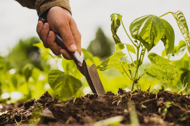 Human hands plant an agricultural seedling in the garden Cultivated land close up Gardening concept Agriculture plants growing in bed row