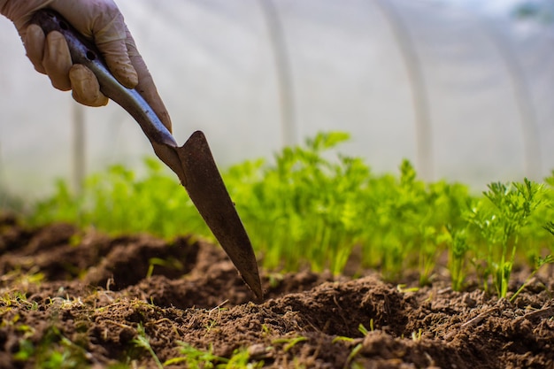 Human hands plant an agricultural seedling in the garden Cultivated land close up Gardening concept Agriculture plants growing in bed row