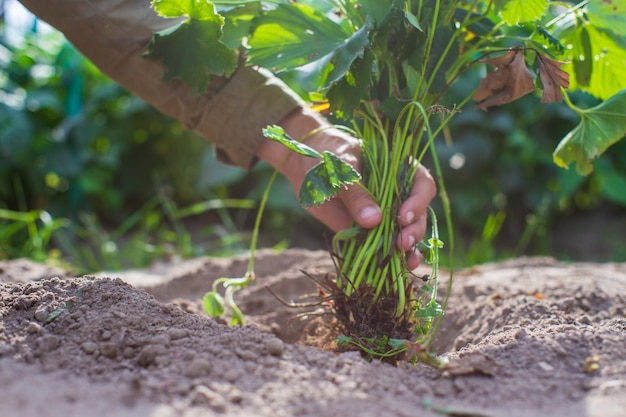 Human hands plant an agricultural seedling in the garden Cultivated land close up Gardening concept Agriculture plants growing in bed row