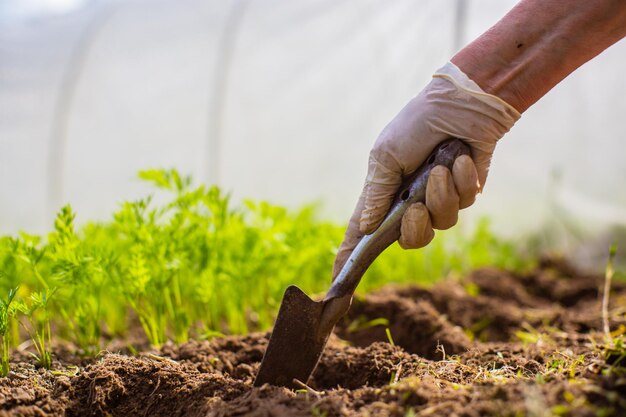 Human hands plant an agricultural seedling in the garden Cultivated land close up Gardening concept Agriculture plants growing in bed row