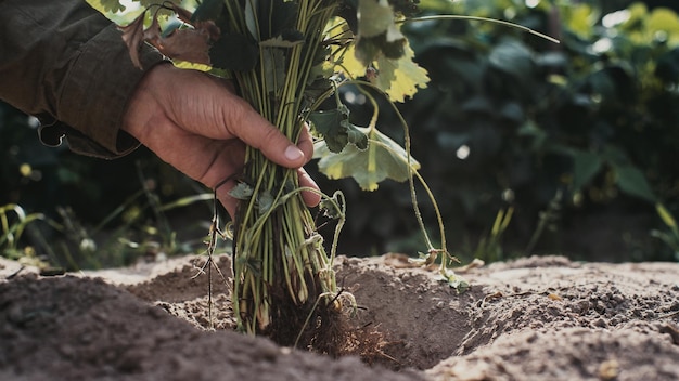 Human hands plant a strawberry seedling in the garden Cultivated land close up Gardening concept Agriculture plants growing in bed row